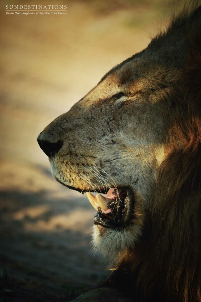 Trilogy male profile Trilogy male profile