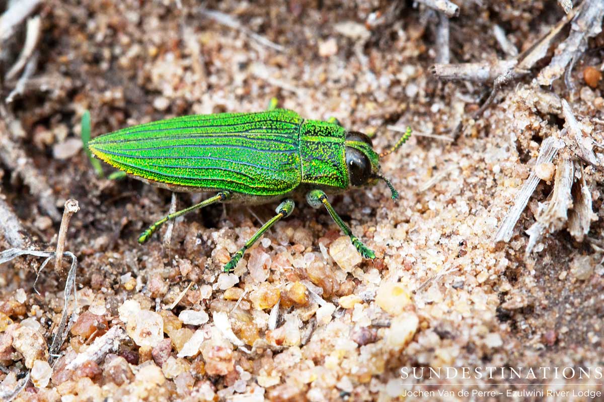 Emerald Jewel Beetle Emerald Jewel Beetle