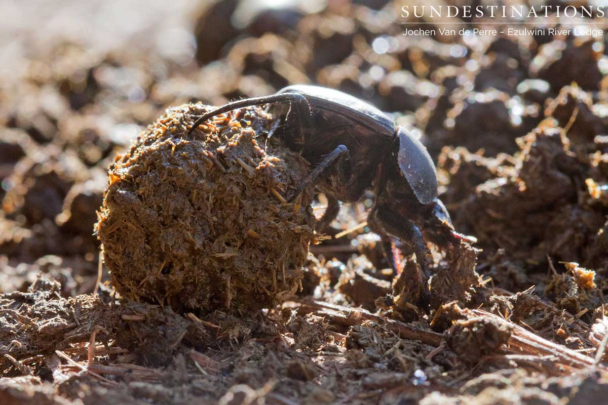 Dung Beetle Dung Beetle