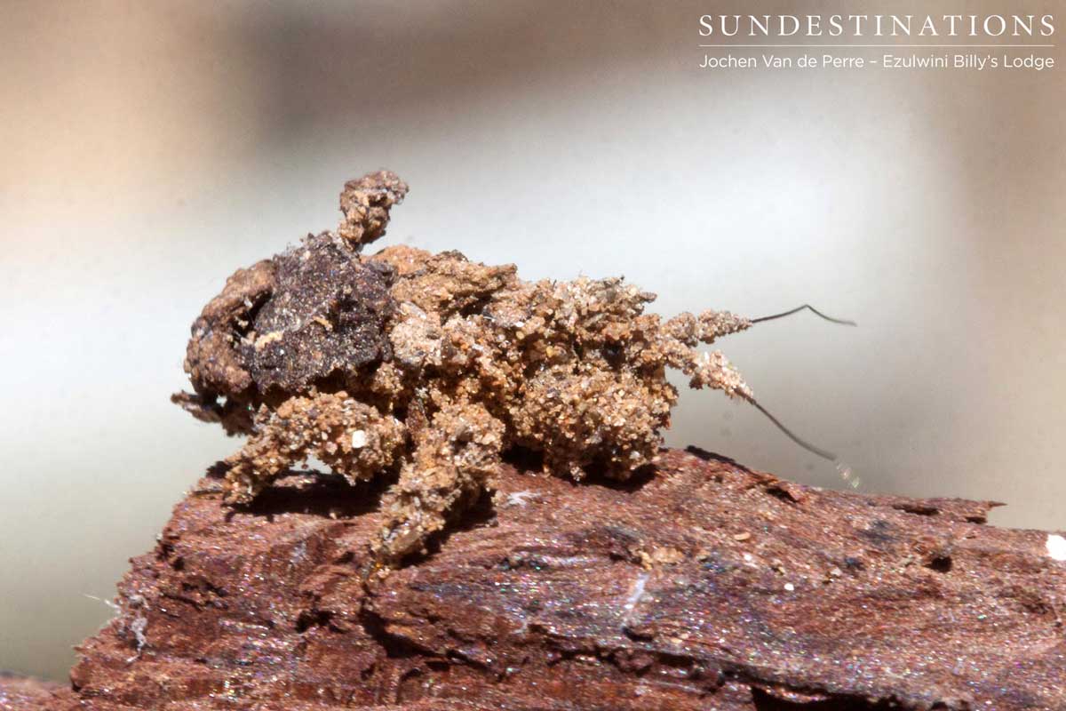 Bug on Tree Bug on Tree