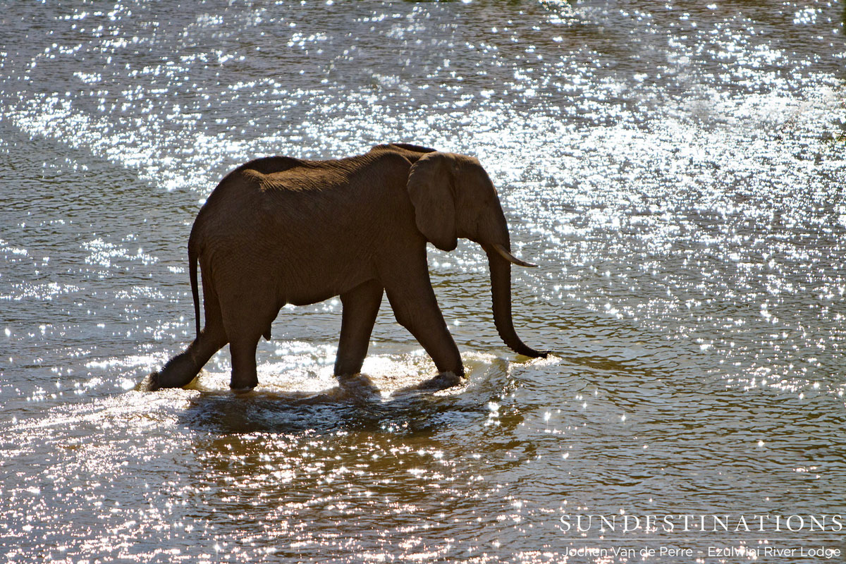 Elephant Herd Ezulwini Elephant Herd Ezulwini