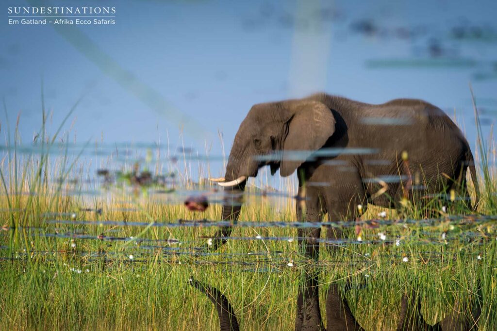 Elephant reflection, Okavango Delta Elephant reflection, Okavango Delta