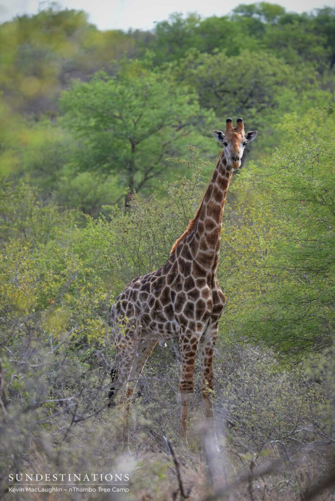Giraffe standing tall Giraffe standing tall in Klaserie greenery