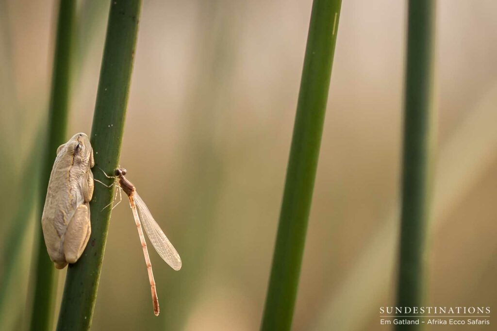 Painted reed frog and a dragon fly Painted reed frog and a dragon fly, Okavango Delta
