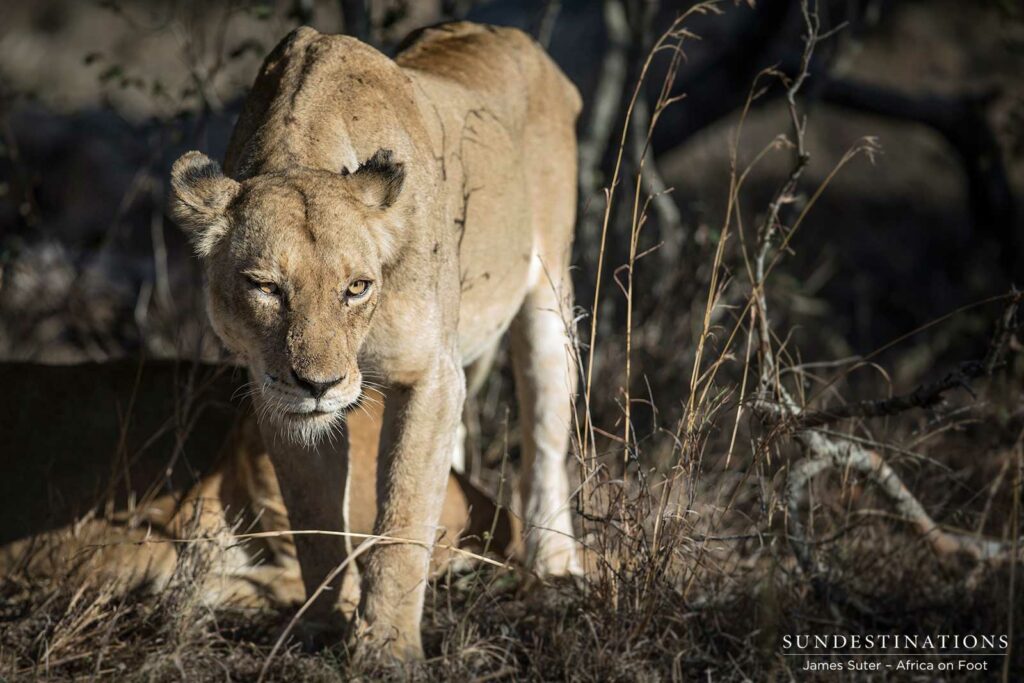 Ross Breakaway lioness Ross Breakaway lioness