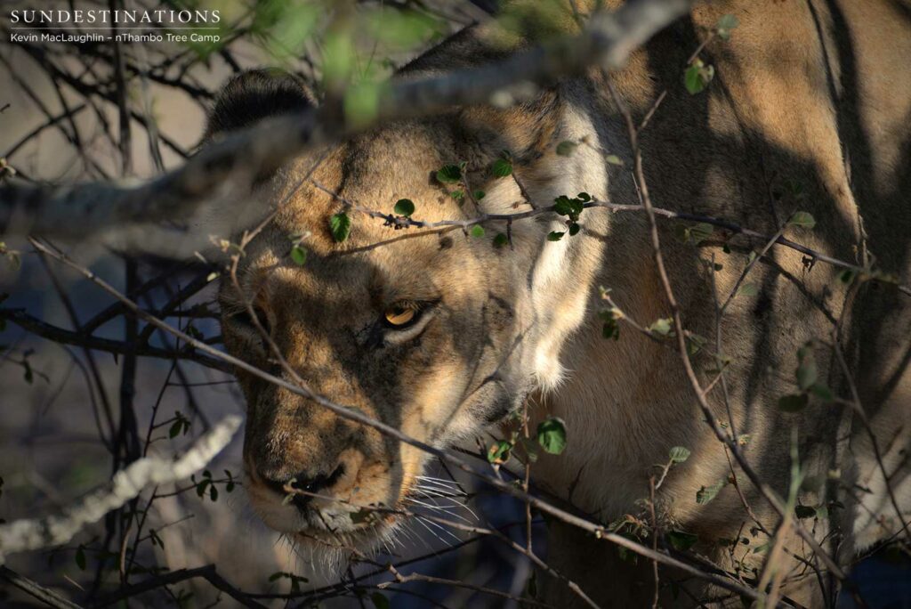 Ross Breakaway lioness in the shadows Ross Breakaway lioness in the shadows