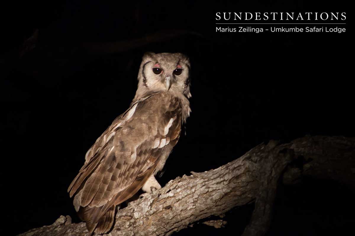 Verreaux's Eagle-Owl Verreaux's Eagle-Owl