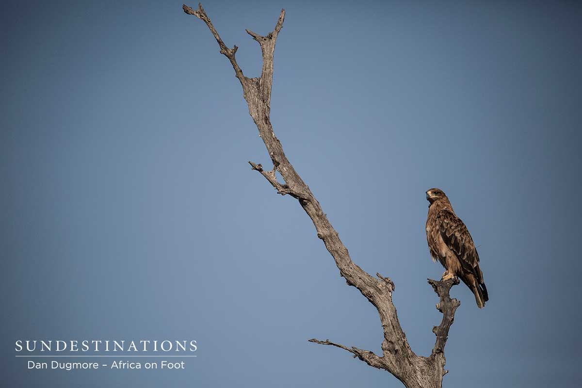 Tawny Eagle Tawny Eagle