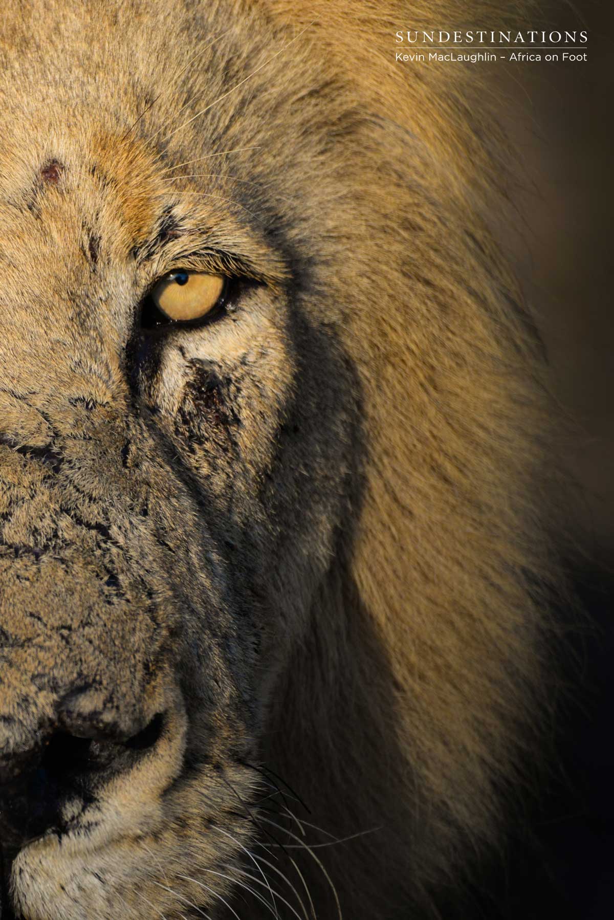 Trilogy Lion Trilogy Lion