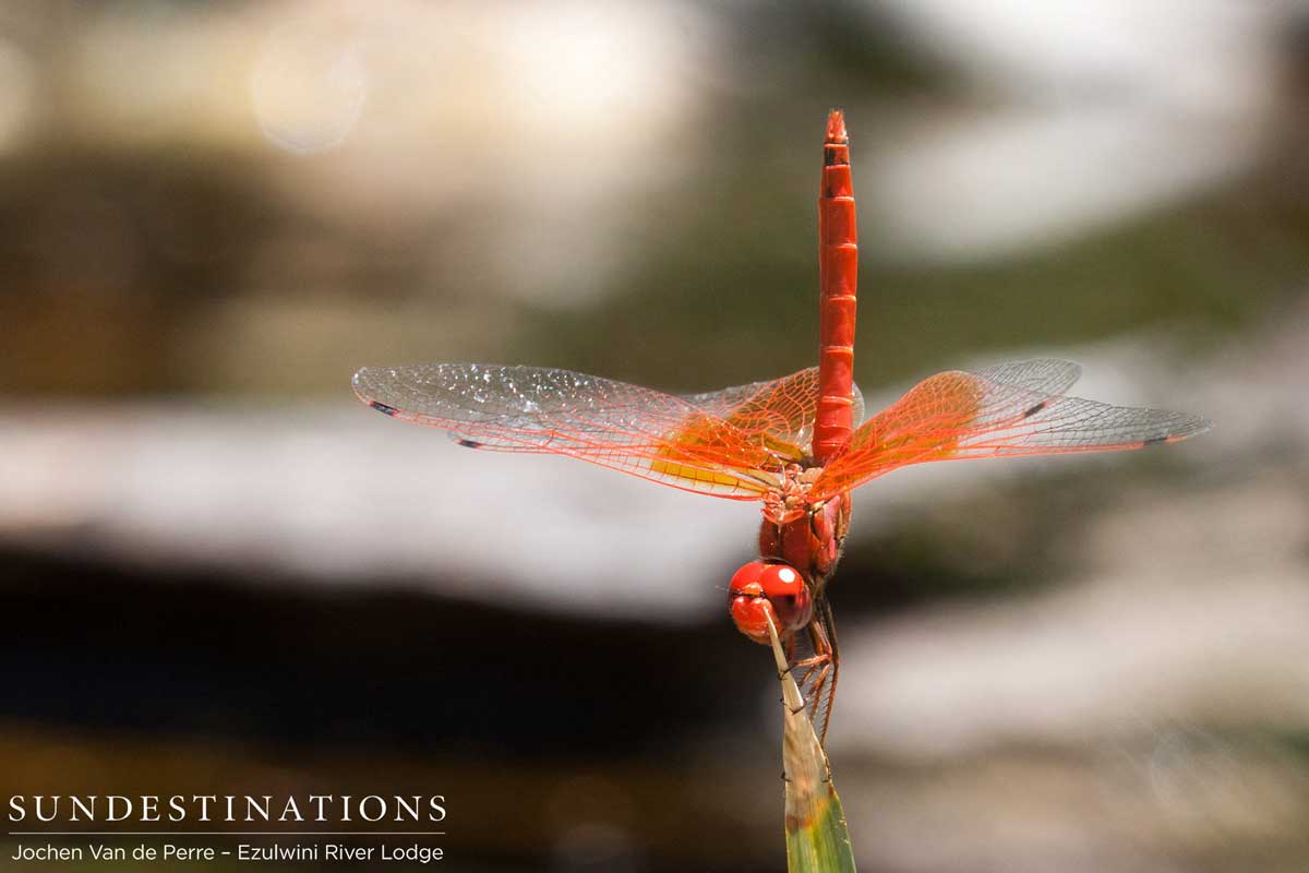 Dragonfly Dragonfly