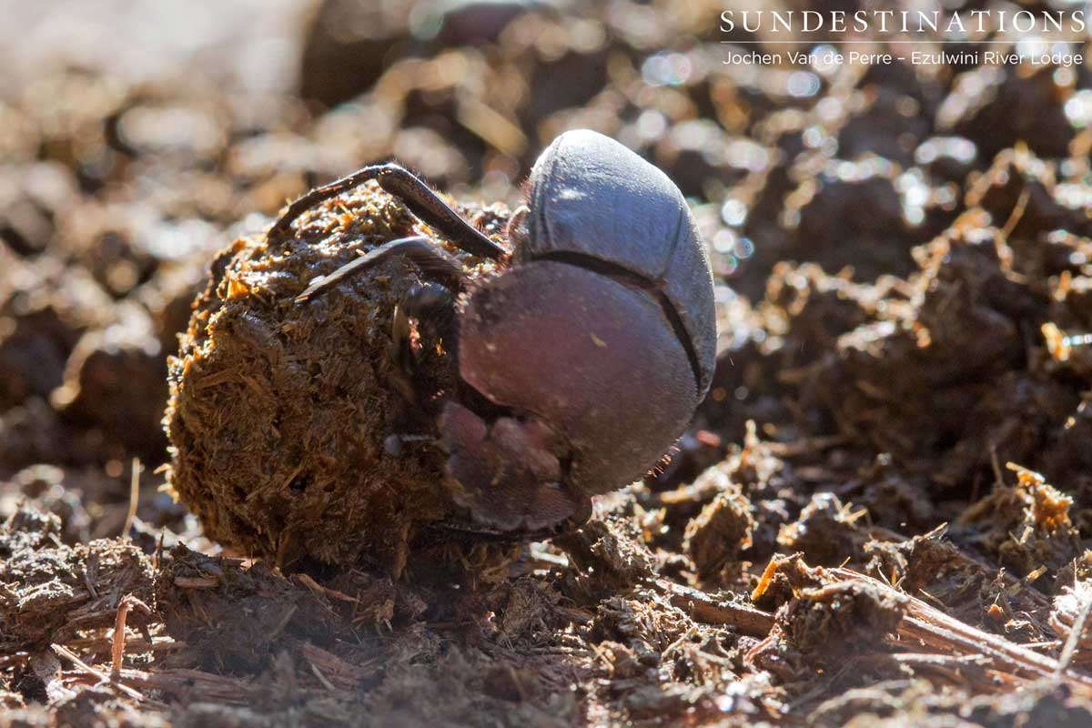 Dung Beetle Ezulwini Dung Beetle Ezulwini