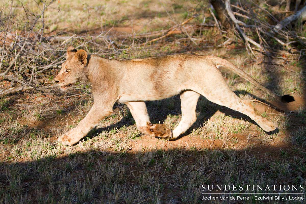 Olifants West Lions Olifants West Lions