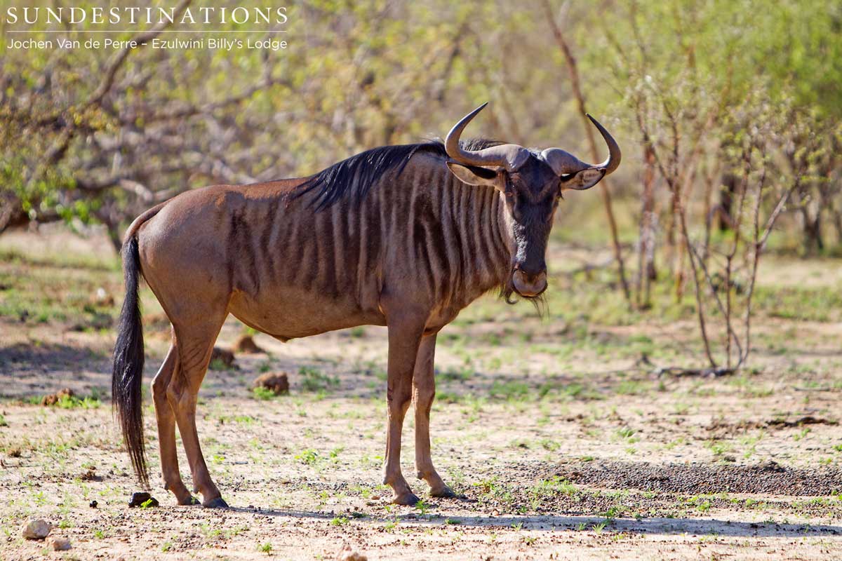 Wildebeest Wildebeest