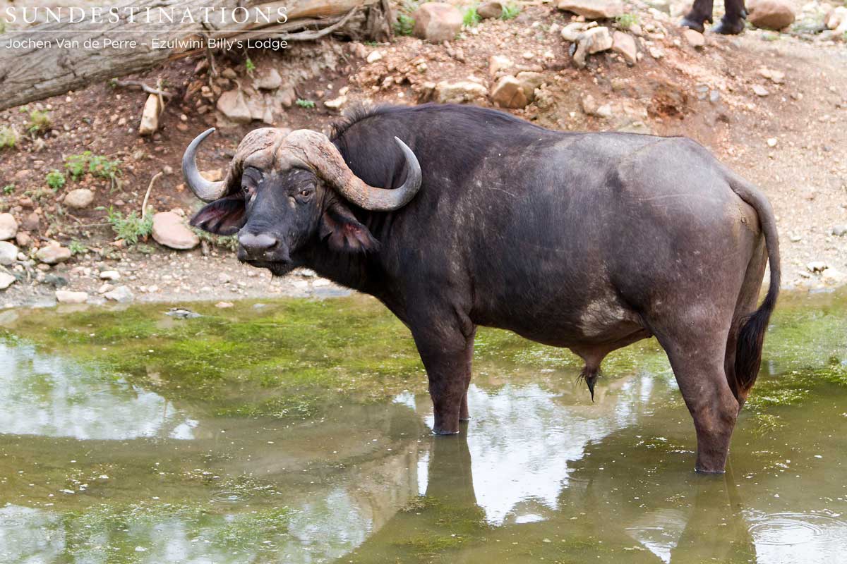Lone Buffalo Bull Lone Buffalo Bull