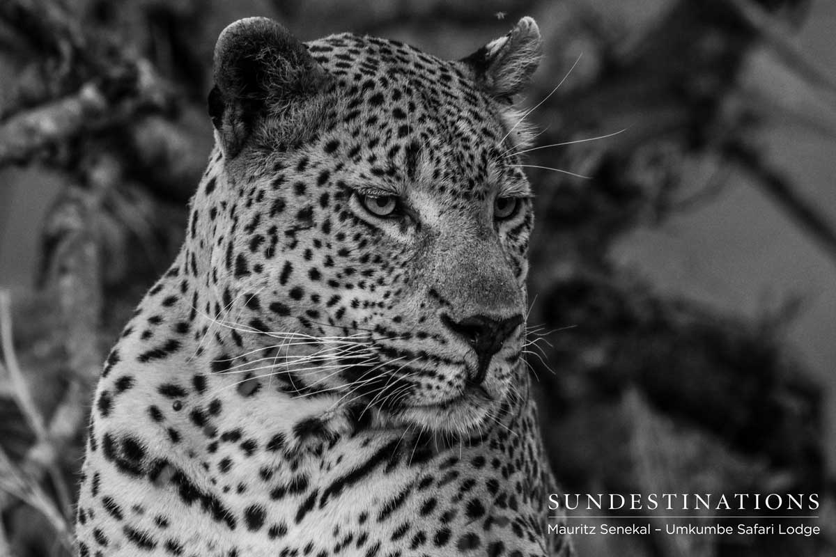 Mxabene Portrait Mxabene Portrait