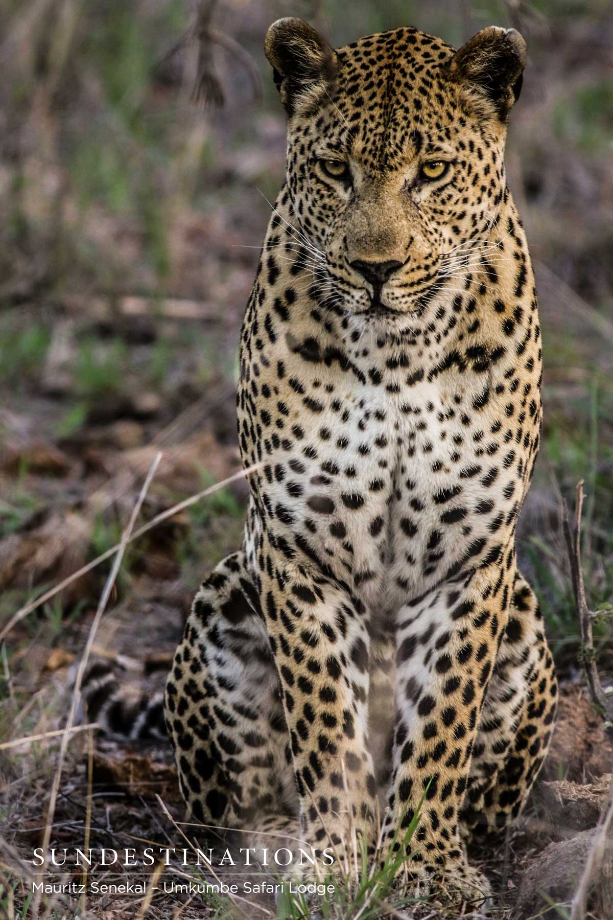 Mxabene - Umkumbe Mxabene waits for Warthog