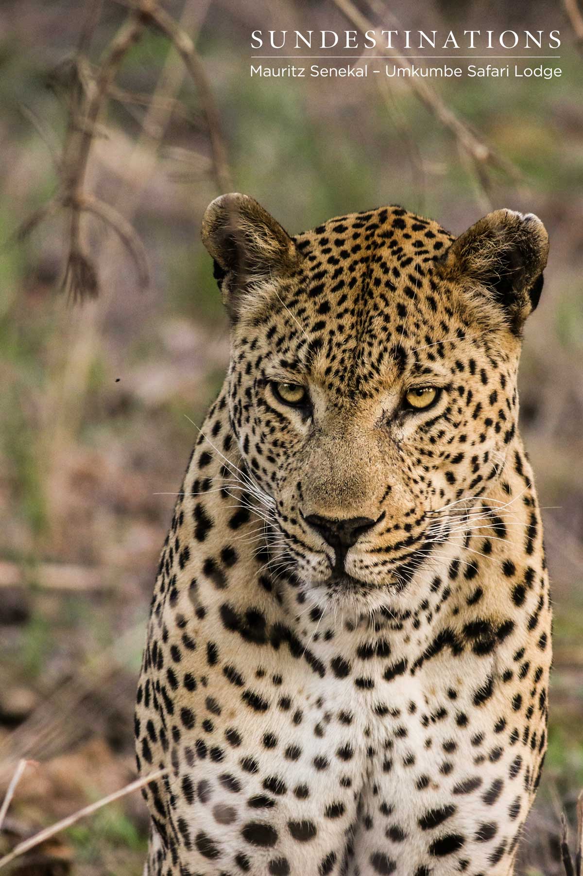 Mxabene on Prowl Mxabene on Prowl