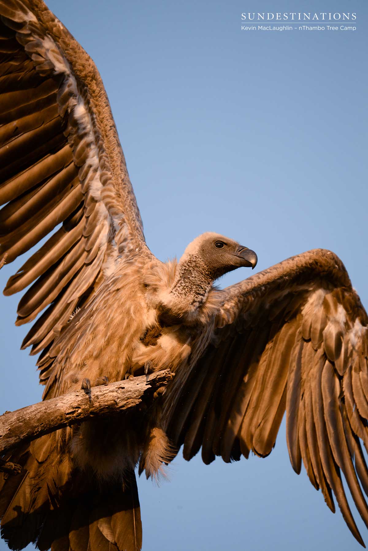 nThambo White-backed Vulture nThambo Vulture