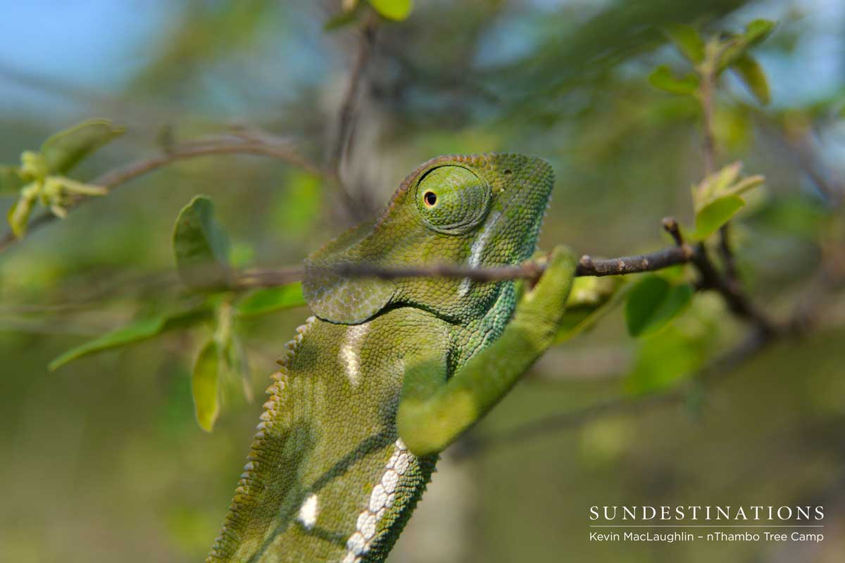 Flap-necked Chameleon Flap-necked Chameleon