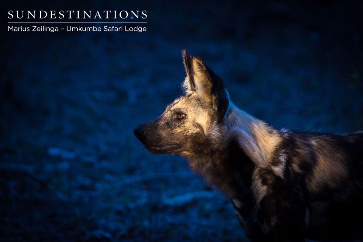 Wild Dog at Vehicle Wild Dog at Vehicle