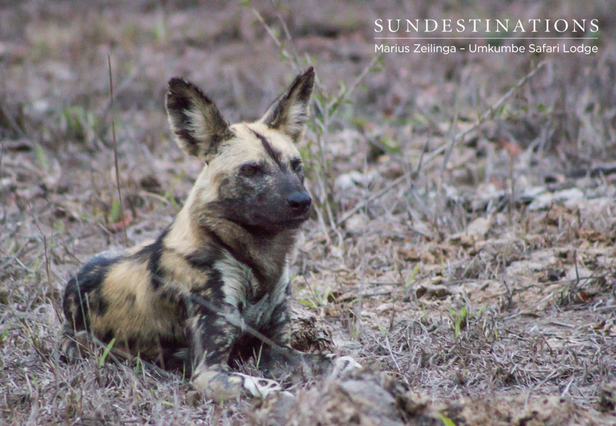 Pack of Wild Dogs Pack of Wild Dogs