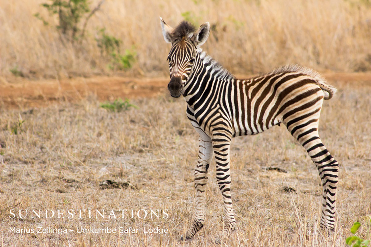 Zebra Foal Zebra Foal