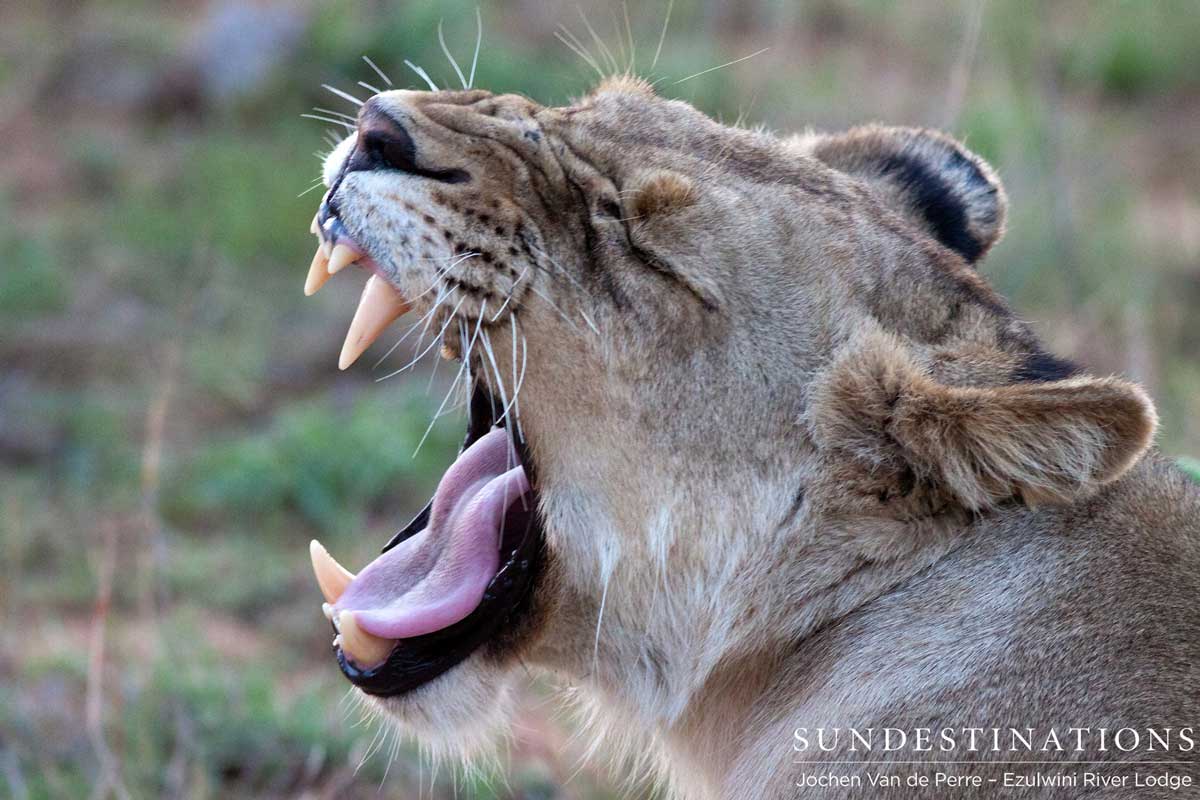 Balule Lion Pride Balule Lion Pride