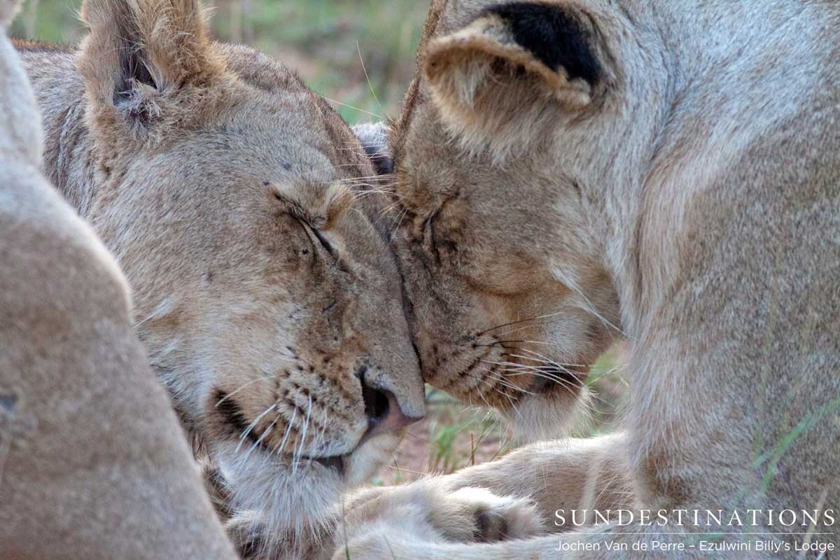 Balule Pride of Lions Balule Pride of Lions