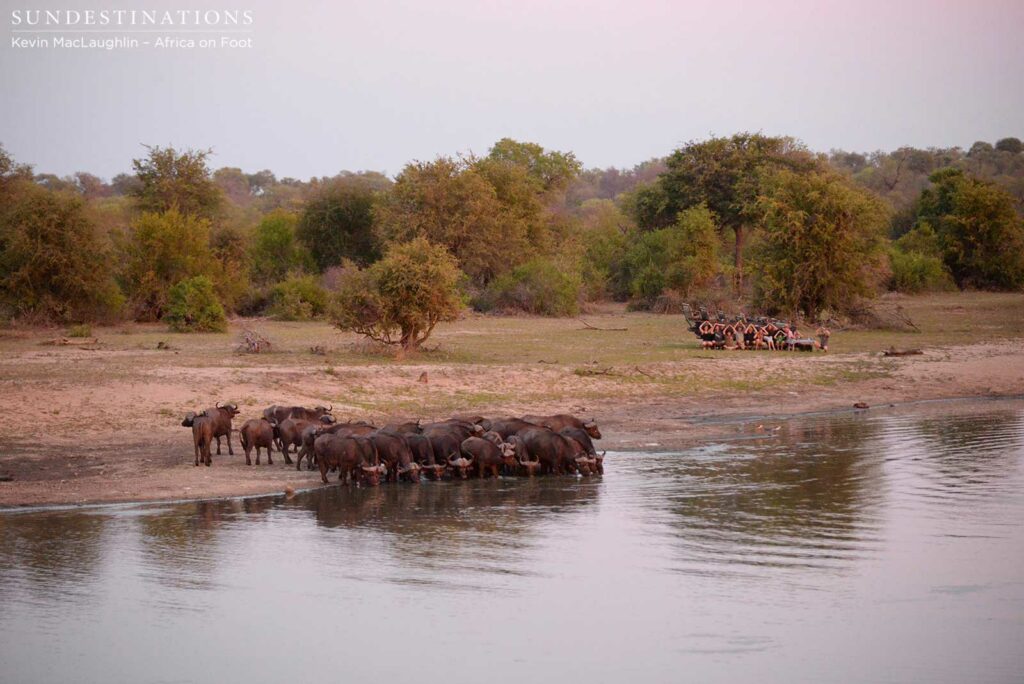 Buffaloes emerge out of the bush to drink Buffaloes emerge out of the bush to drink