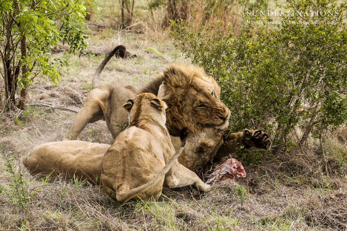 Charleston Fighting Charleston Fighting