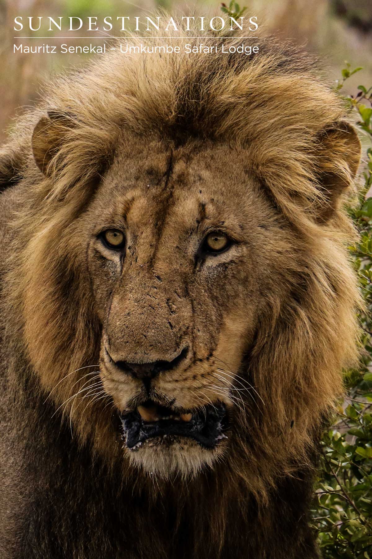 Charleston Male Portrait Charleston Male Portrait