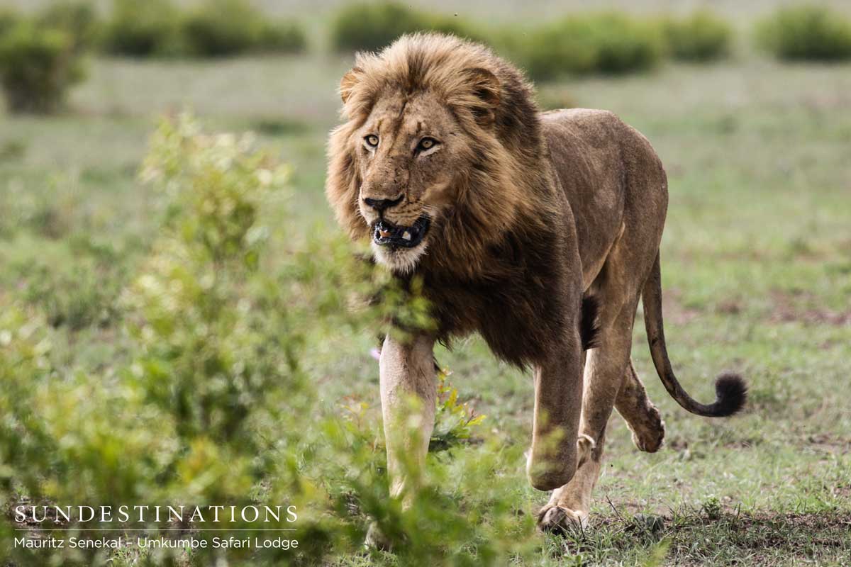 Charleston Male Charleston male approaches buffalo herd