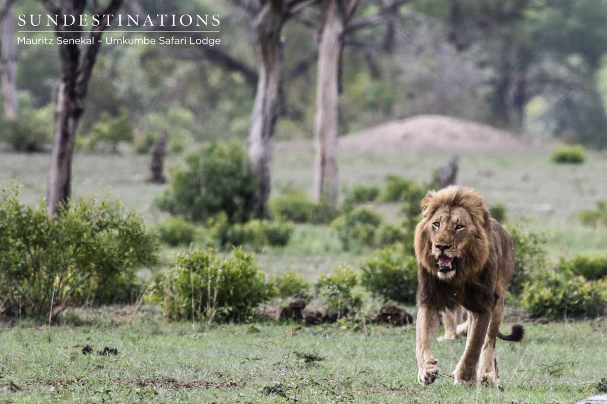 Charleston Take Down Charleston Take Down