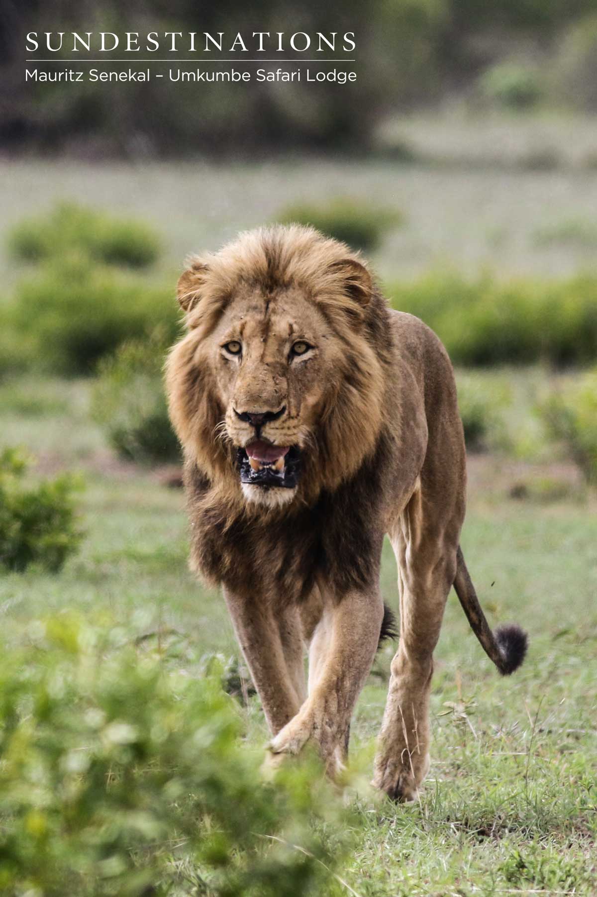 Charleston Lions Charleston Lions