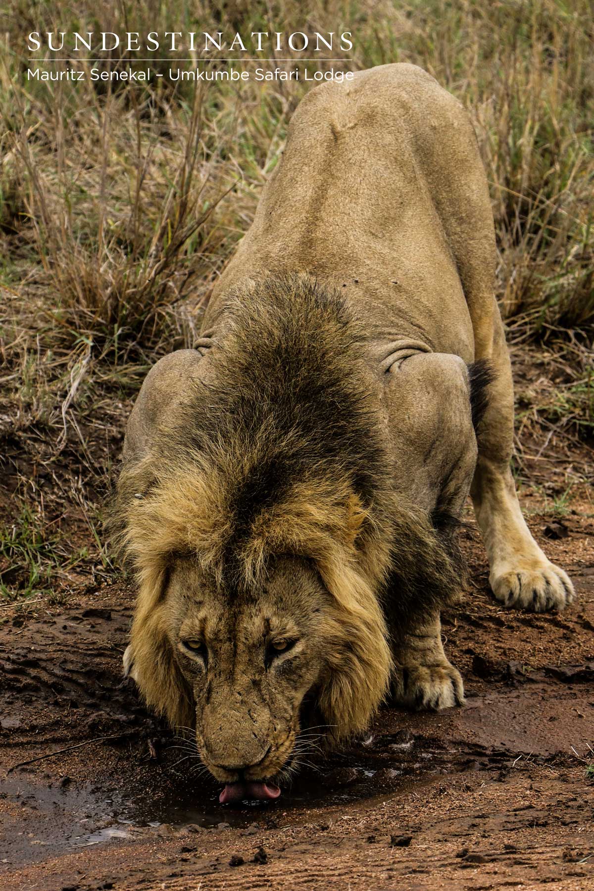 Charleston Drinking Charleston Drinking