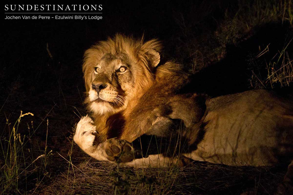 Duma - Olifants West Pride Duma - Olifants West Pride