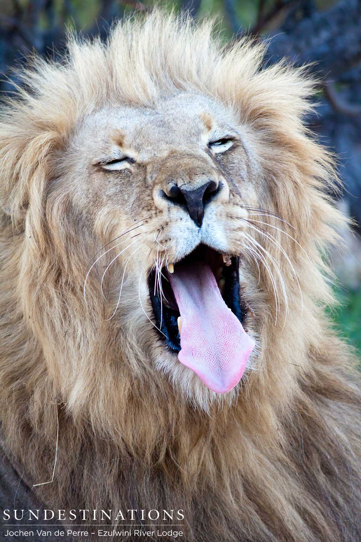 Duma Yawns Duma Yawns