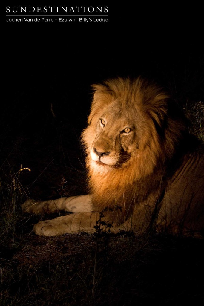 Olifants West Lion Duma - Olifants West Leader