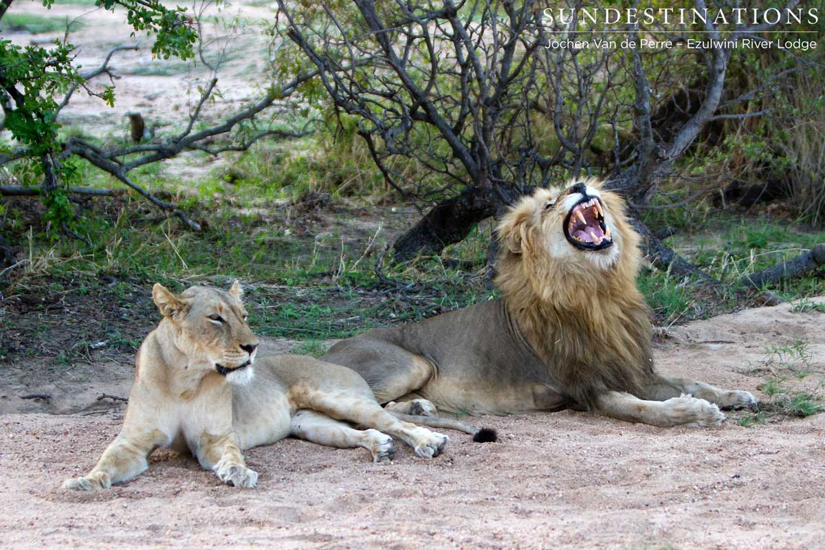 Duma the Lion Duma the Lion