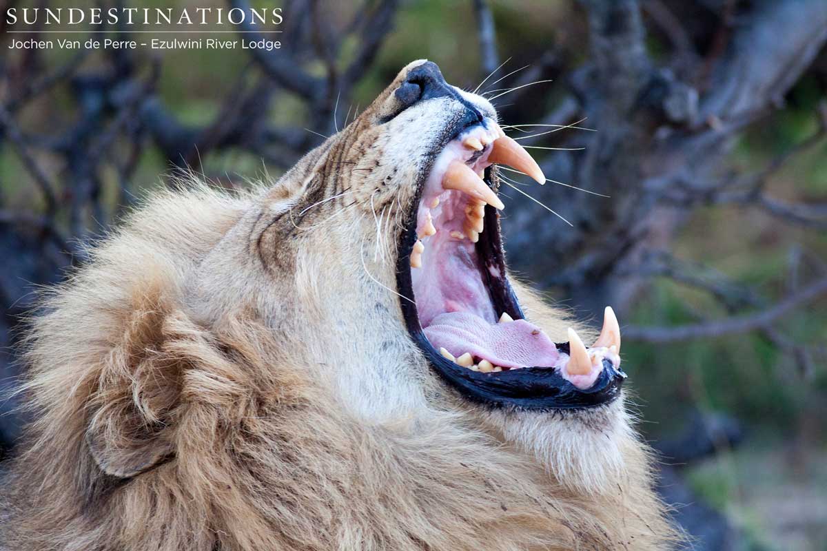 Duma Yawning Duma Yawning