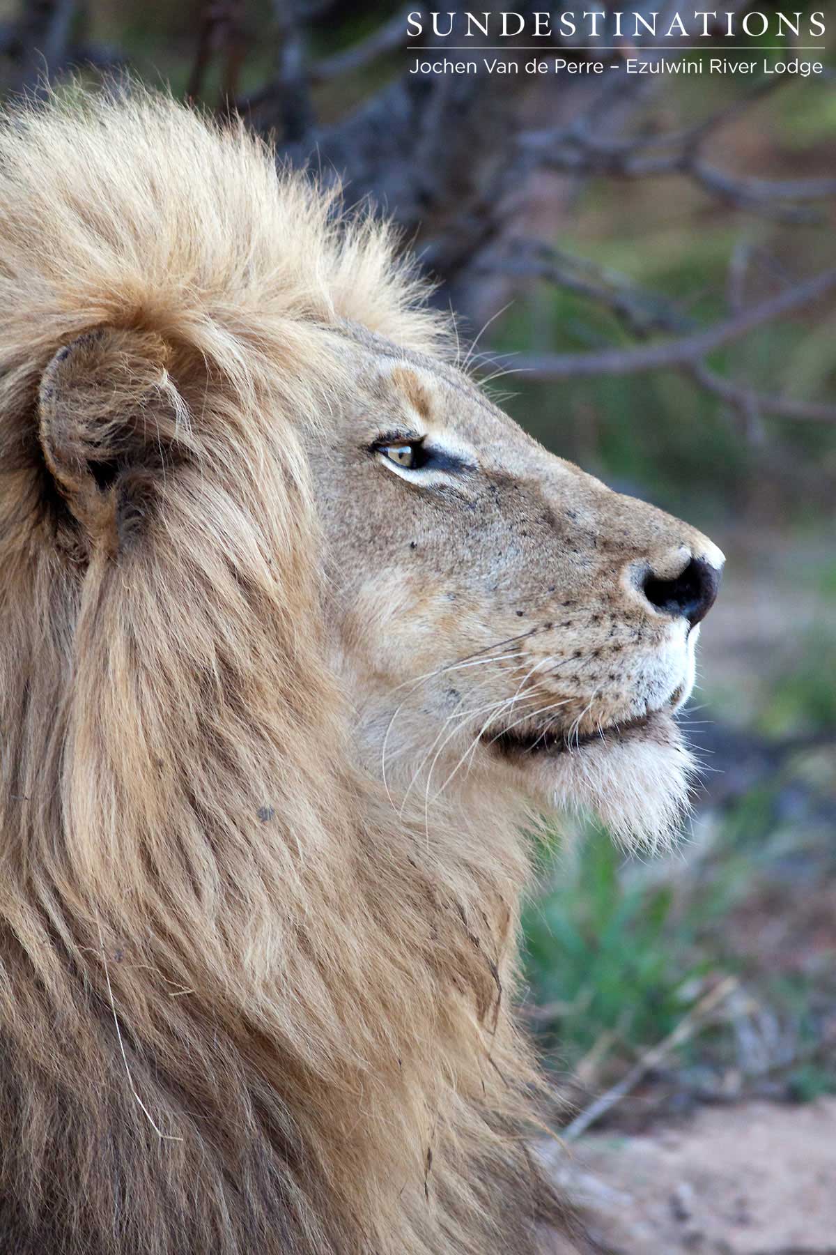 Duma Portrait Duma Portrait