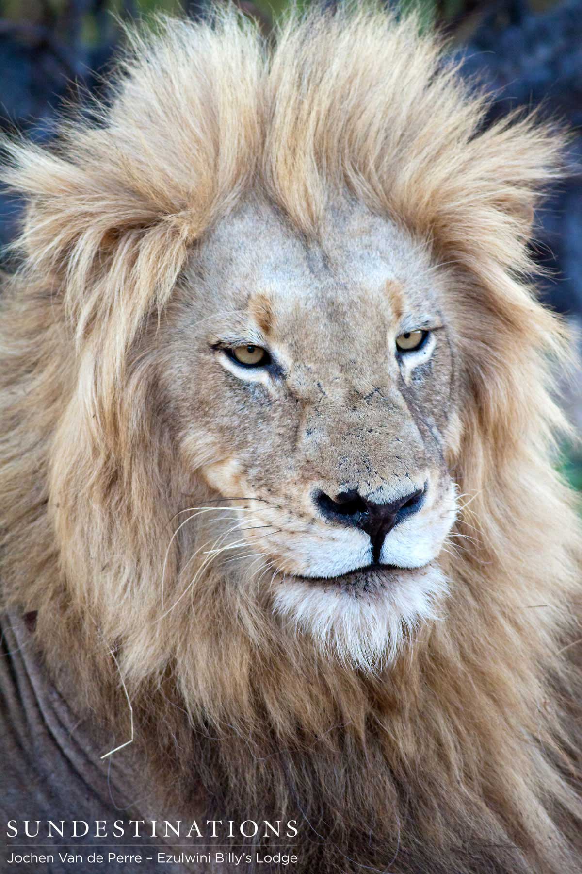 Duma King - Balule Duma is king of the Balule.