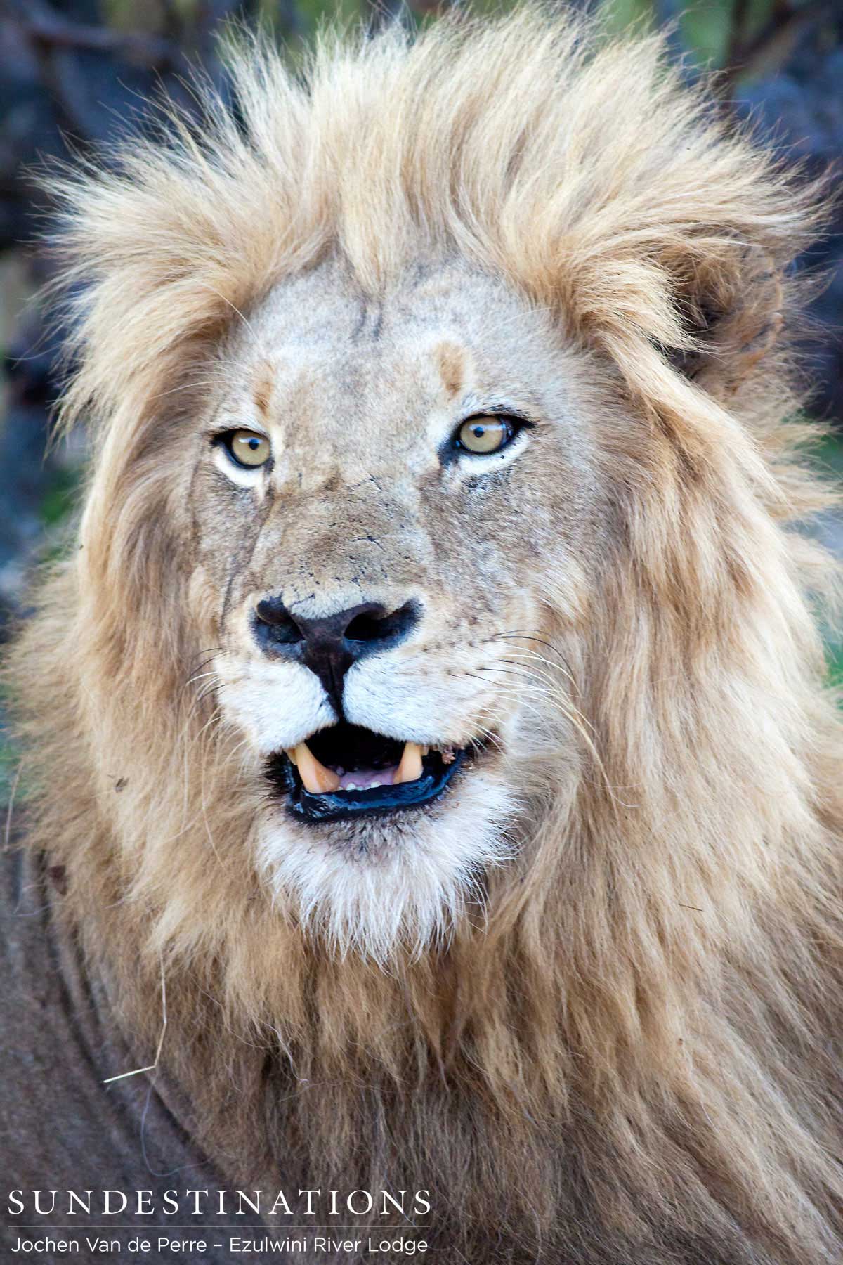 Duma front View Front view of Duma the lion king.