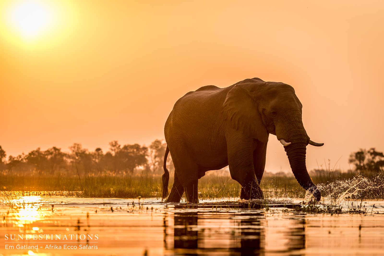 Sunset with the elephants in a mokoro Sunset with the elephants in a mokoro