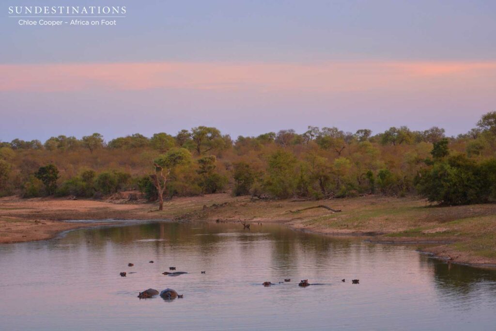 Big pods of hippos and lots of crocodiles in the dam Big pods of hippos and lots of crocodiles in the dam