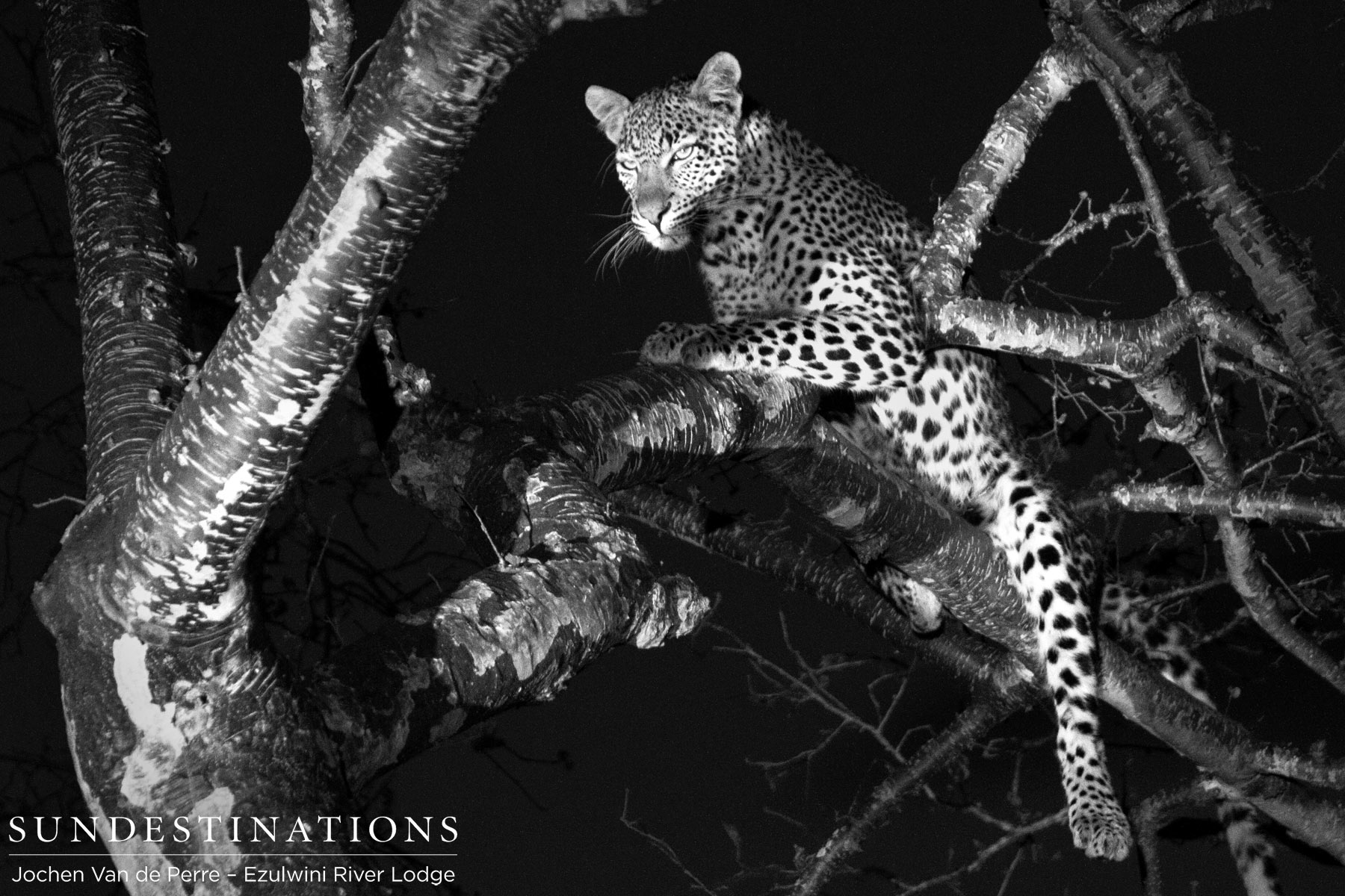 Leopard escaping wild dogs at Ezulwini Leopard escaping wild dogs at Ezulwini