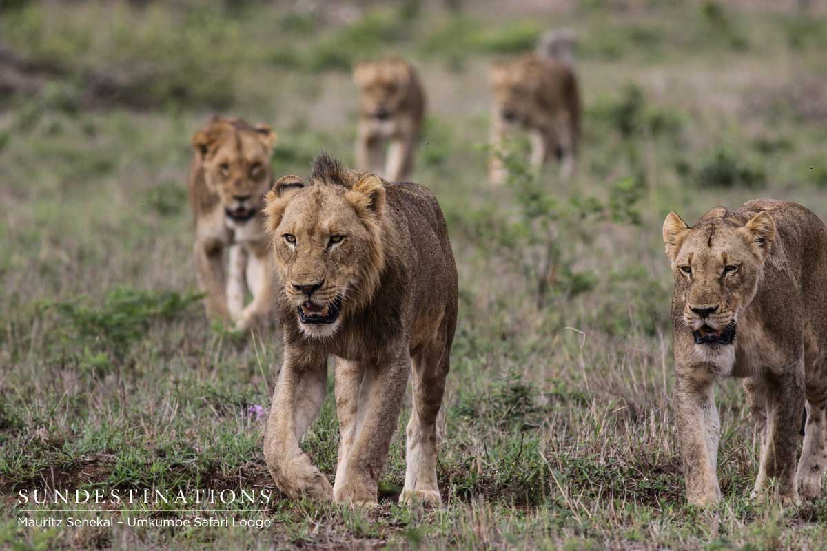 Mhangeni Pride Mhangeni Pride