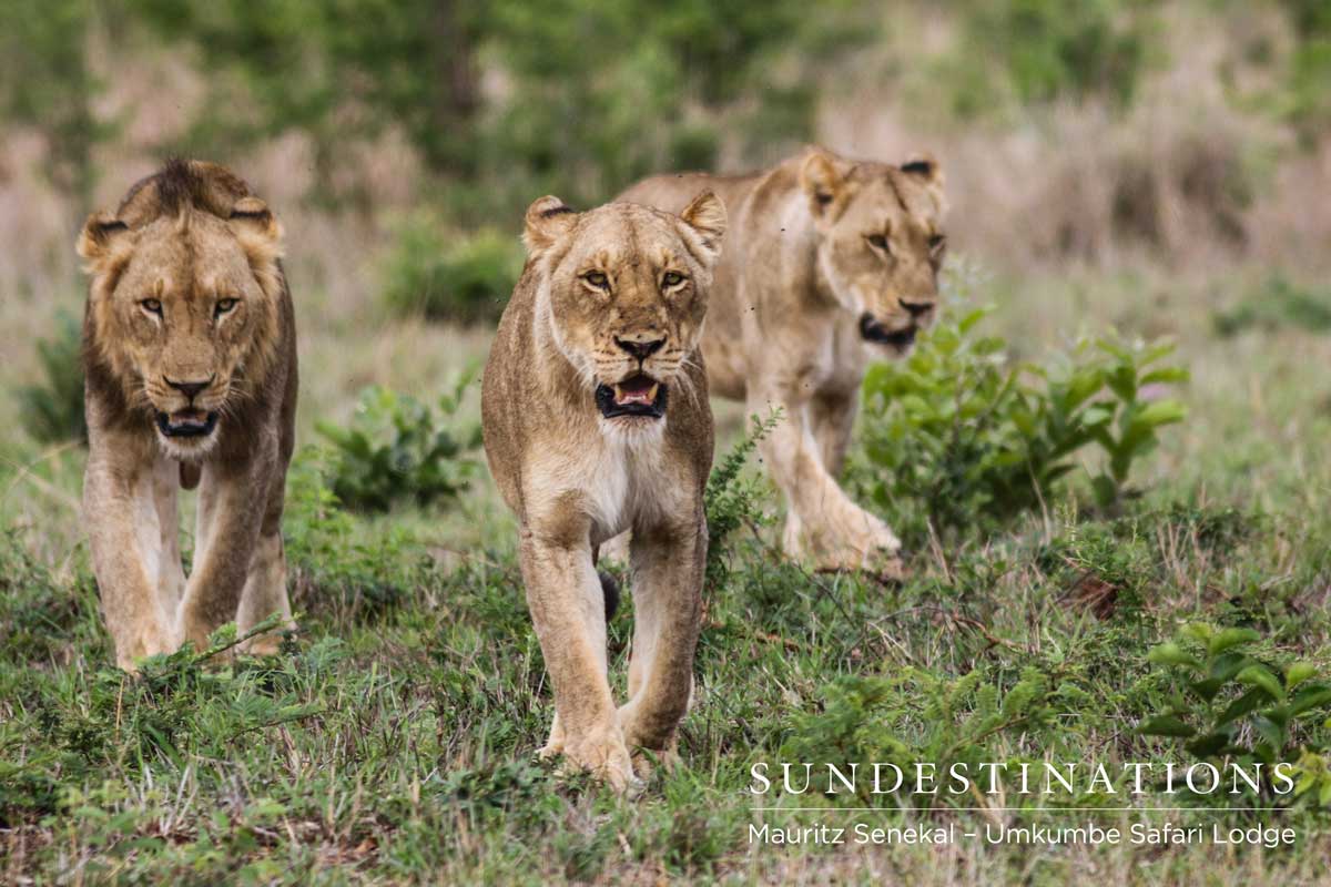 Mhangeni Pride Mhangeni Pride