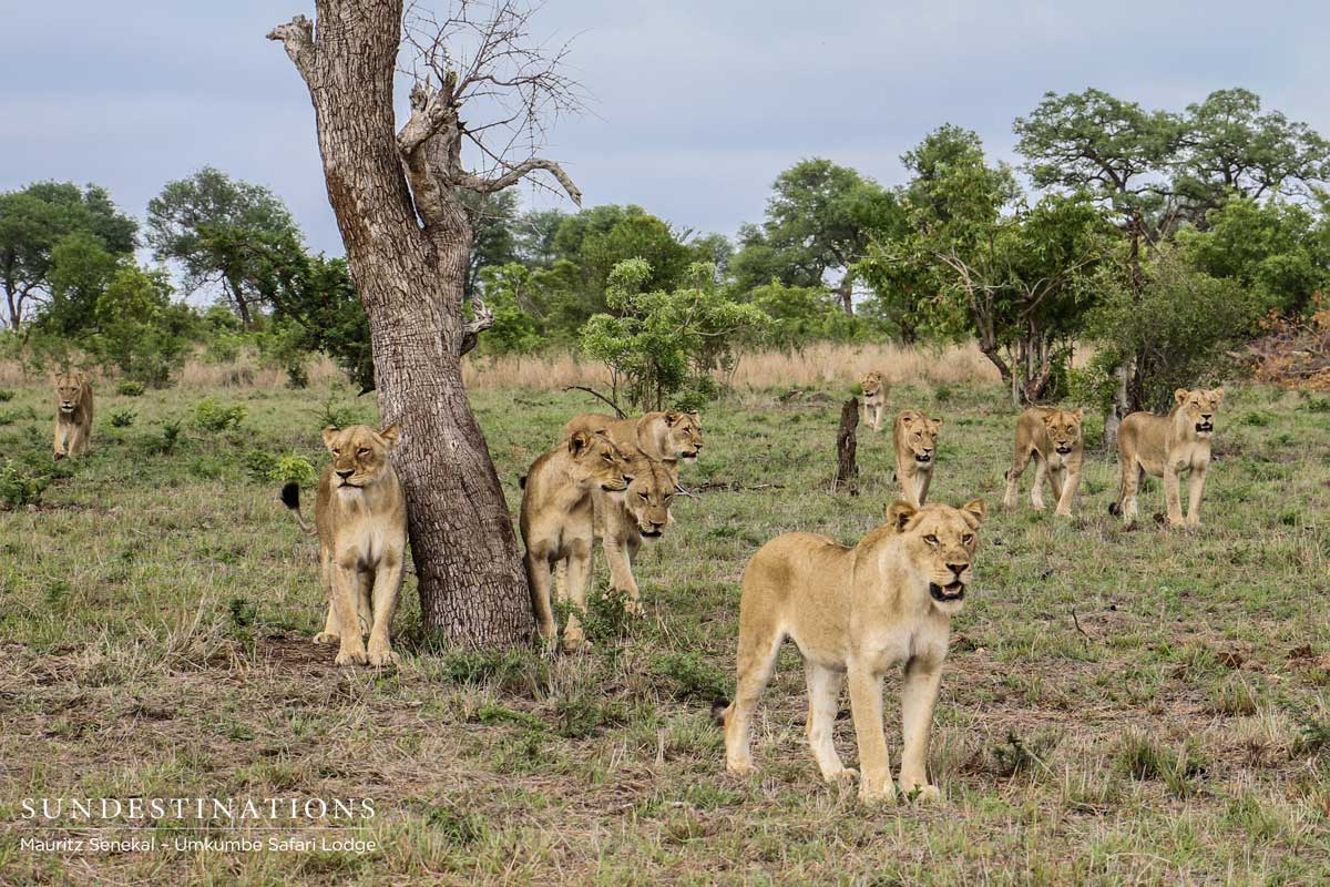 Mhangeni Pride - Sabi Sand Mhangeni Pride - Sabi Sand