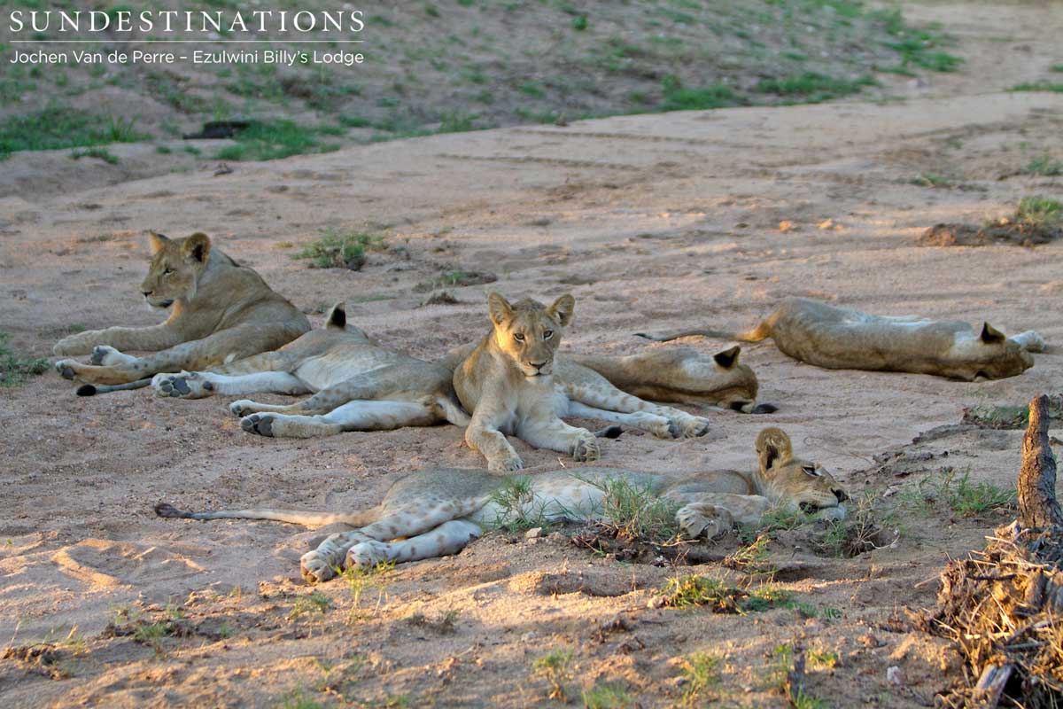 Olifants West Pride Olifants West Pride